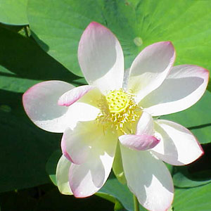 indian lotus attar
