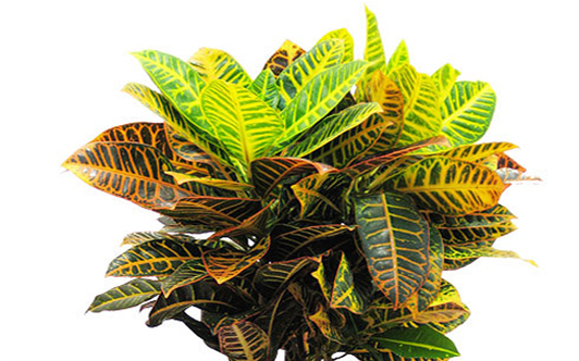 croton