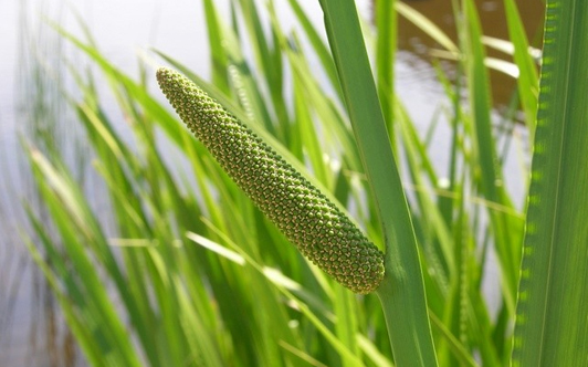 calamus