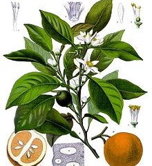 Neroli Oil