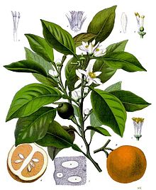 Neroli Oil