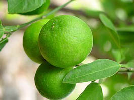 lime oil for hair growth