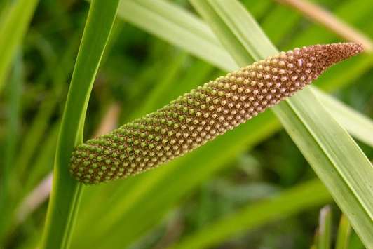 calamus oil uses and benefits