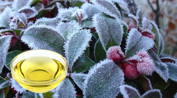wintergreen oil benefits