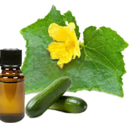 Cucumber oil