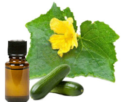 Cucumber oil