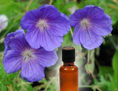 Geranium oil