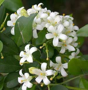 Jasmine oil