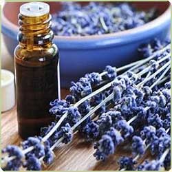 Spike lavender oil