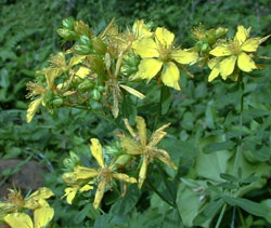 St. John's Wort Essential Oil