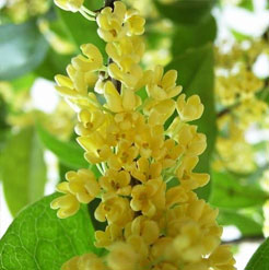 Osmanthus Absolute Oil 